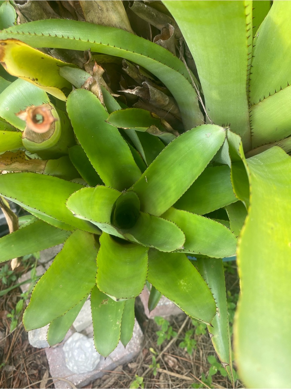 1 BROMELIAD Aechmea 'BROMELIIFOLIA' bare root from live plant